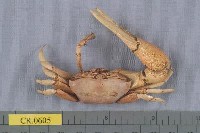藏品(弧邊管招潮蟹)的圖片